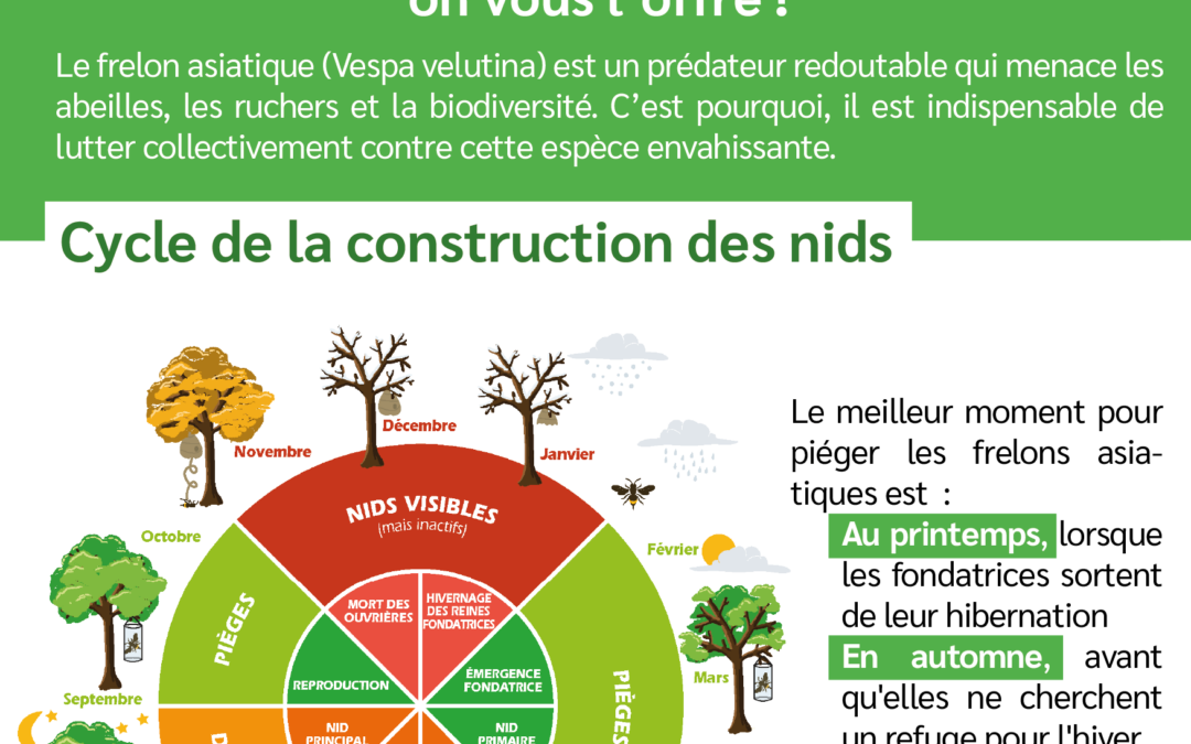 Lutte contre les frelons asiatiques