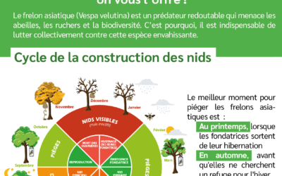 Lutte contre les frelons asiatiques